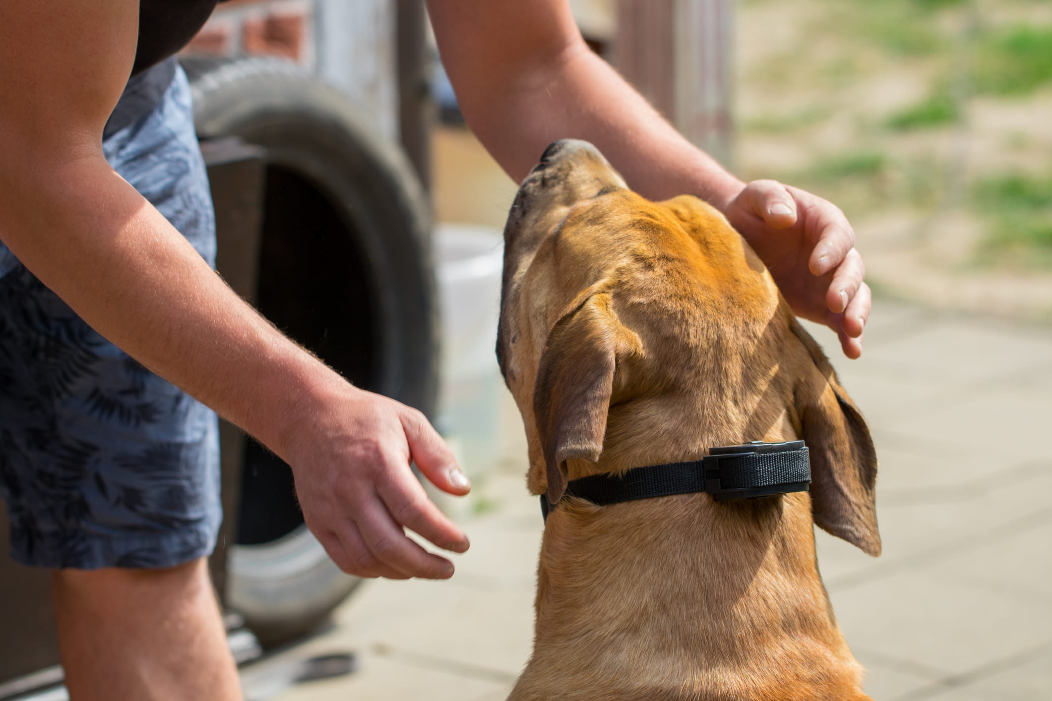 E-Collar Dog Training 101: A Guide to Effective & Responsible Use